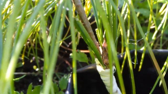 Результаты прививок кедров через полтора месяца. смотреть онлайн