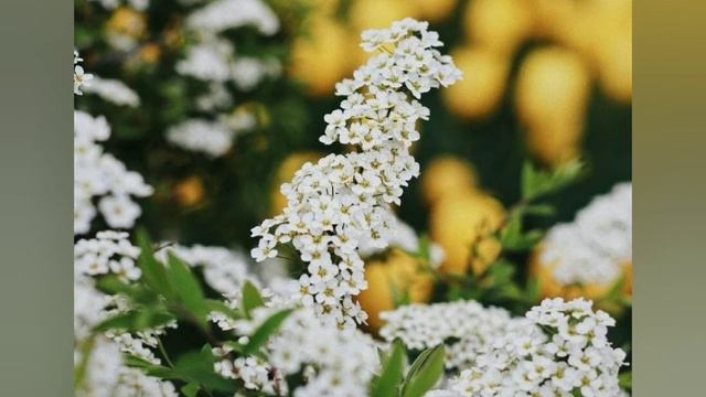 #Заговоры на цветущую сирень для удачи в любви и благополучия смотреть онлайн