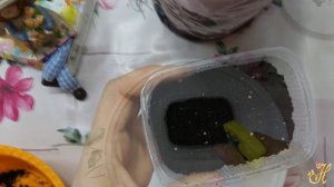 Чистец.  Пушистые ушки в саду. Посев на рассаду