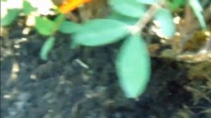 Жимолость - пересадка взрослого куста.