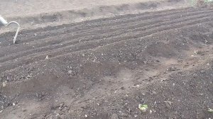 Лук репчатый. Сеем чернушку на севок.