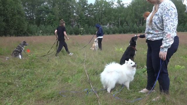 Догтренинг 640. Полевые испытания для молодых собак или как убить 3 зайцев. смотреть онлайн