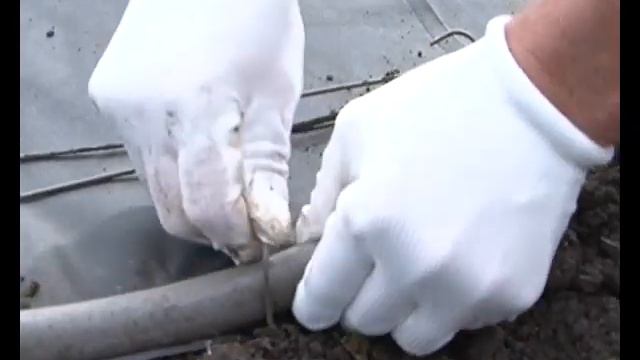 Специальный проект: 3 минуты о загородной жизни. Модный садовод-дизайнер смотреть онлайн