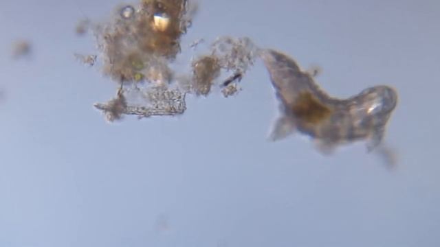 Самое неубиваемое существо: ТИХОХОДКА | #Тайны_всего_живого - 1 выпуск ? смотреть онлайн