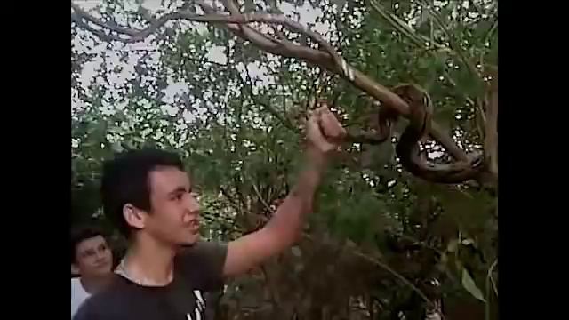 Another boa is captured video смотреть онлайн