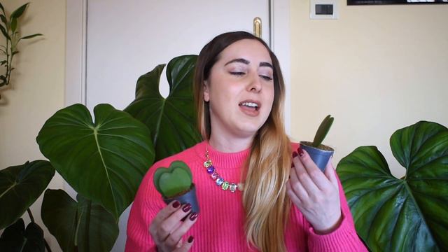 Hoya Kerrii - Pianta A Forma Di Cuore - Consigli Per La Cura