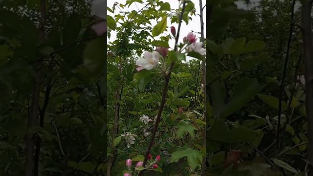 С ДНЕМ РОЖДЕНИЯ, СЫНОК! смотреть онлайн