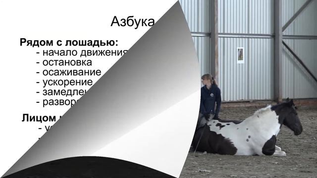Видеокурс по базовому воспитанию лошадей "Основы" смотреть онлайн