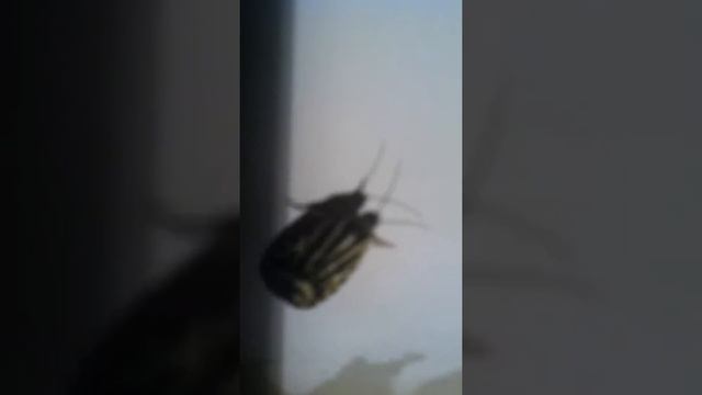 Странное черно-желтое насекомое смотреть онлайн