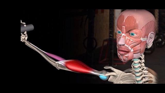 Стретчинг. Физиология растяжки. Необходимо ли растягиваться ? смотреть онлайн
