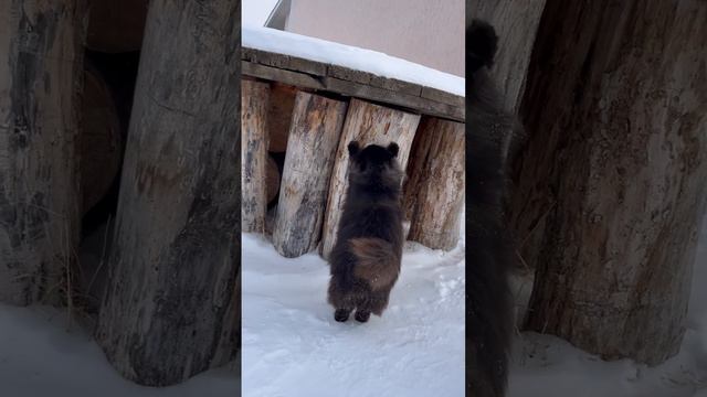 Ноготочки 💅 lilsk8_kitty смотреть онлайн