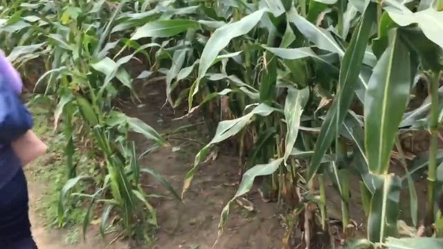 FAT GUY POOPS IN THE CORN MAZE! смотреть онлайн