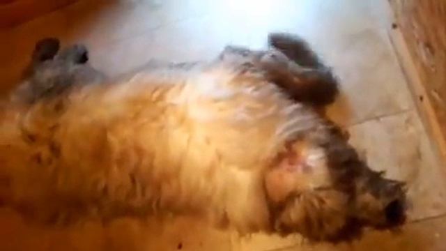 Русский Великан Русь - приступ эпилепсии смотреть онлайн