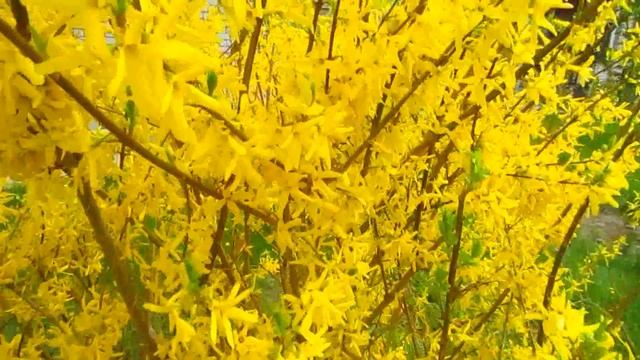 Цветущий май. Этот прекрасный мир!? ? смотреть онлайн