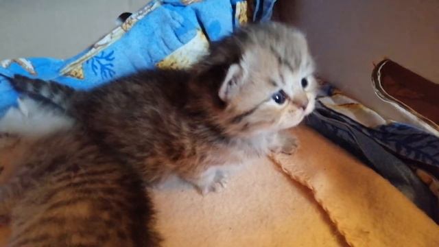 Котята золотая шиншилла,Учимся ходить. 2недели. смотреть онлайн
