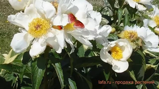 Пион травянистый Дублин (pion-travyanistyy dublin) ? Дублин обзор: как сажать, луковицы пиона Дубли смотреть онлайн