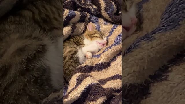 Спит найденыш).mp4