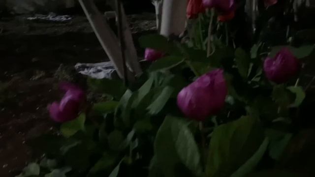 Маркуша решает примеры | Клубника | Я все крашу | Реабилитация после РТПХ | Жизнь на юге России смотреть онлайн