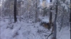 Охота на лося с лайками.