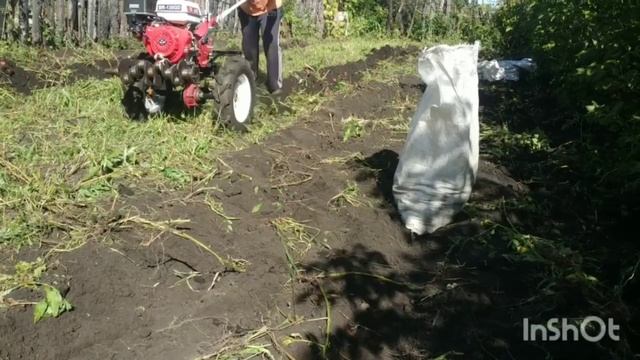КОПАЕМ КАРТОШКУ МОТОБЛОКОМ СОХОЙ смотреть онлайн