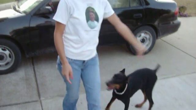 Clumsy Doberman смотреть онлайн