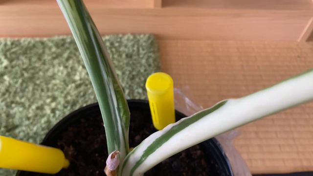 Update ล่าสุด Alocasia Okinawa Silver