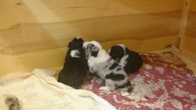 Щенки Ники и Билла, 16 дней.