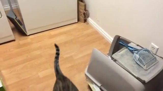 Norris Does His Thang смотреть онлайн