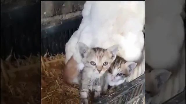 Кто это у нас там вылупился.mp4 смотреть онлайн