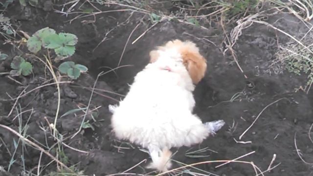 на даче смотреть онлайн