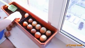 Зеленый лук на подоконнике! Как вырастить на перо зелень Супер ответ