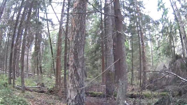 Опята! Удачный выезд за опятами! Осенний лес смотреть онлайн