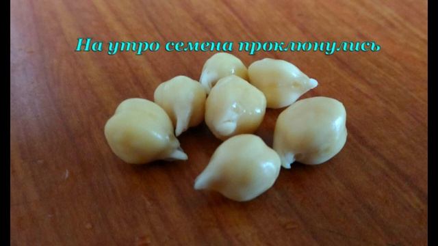 Проращивание. Нут. смотреть онлайн