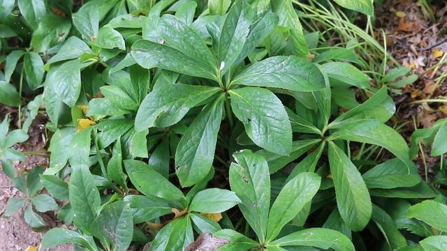 Lenten rose (Helleborus orientalis) - Plant Identification смотреть онлайн
