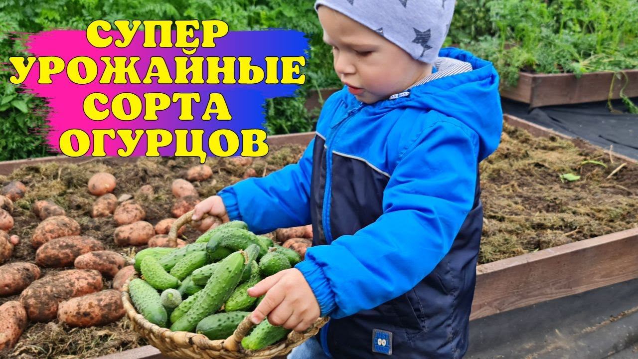 Хотите СОБИРАТЬ урожай ВЁДРАМИ? Выбирайте ЭТИ СОРТА ОГУРЦОВ! смотреть онлайн