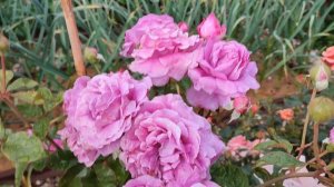 Розы Сурир де Перигё, Сурир де Довиль, Сурир дю Хавр в Подмосковье