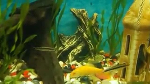 Водорослеед сиамский (Сомик-водорослеед. Отоцинклюс. (САЕ) Размножение, содержание, Уход.