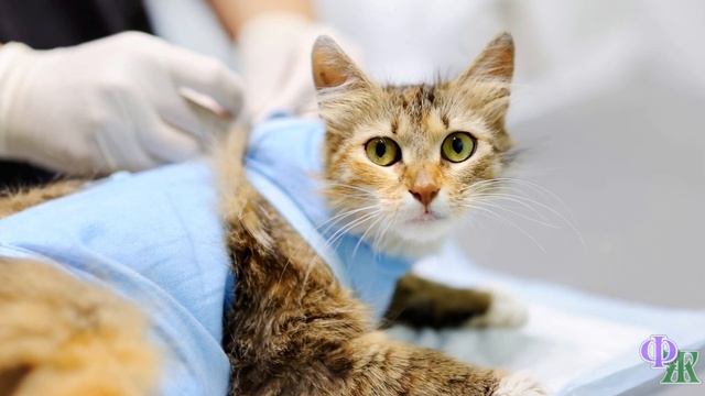 Кот чуть не лишился хвоста из - за резинки для волос... смотреть онлайн