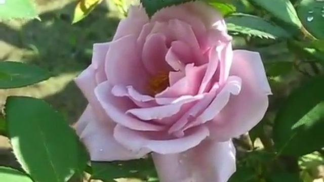 Rose Charles De Gaulle (Шарль де Голь роза) смотреть онлайн
