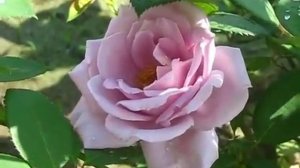 Rose Charles De Gaulle (Шарль де Голь роза)