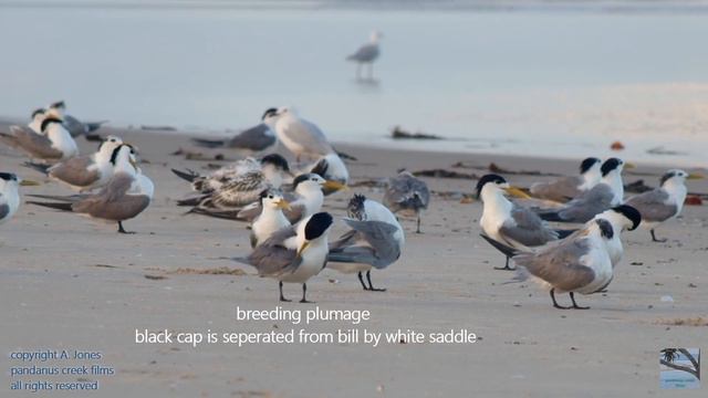 birding ocean beach #1 - bird behaviour смотреть онлайн