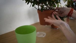 Азалия - адаптация в доме после покупки