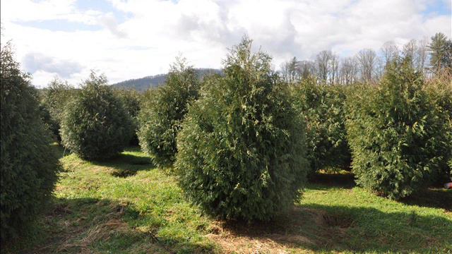 Growth Rate of Norway Spruce Trees смотреть онлайн