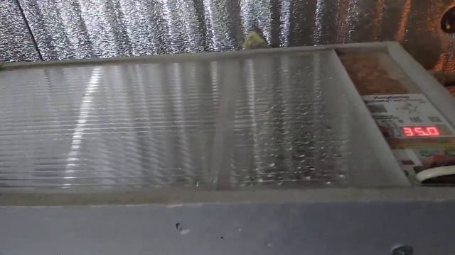 Выводок перепелов породы феникса смотреть онлайн