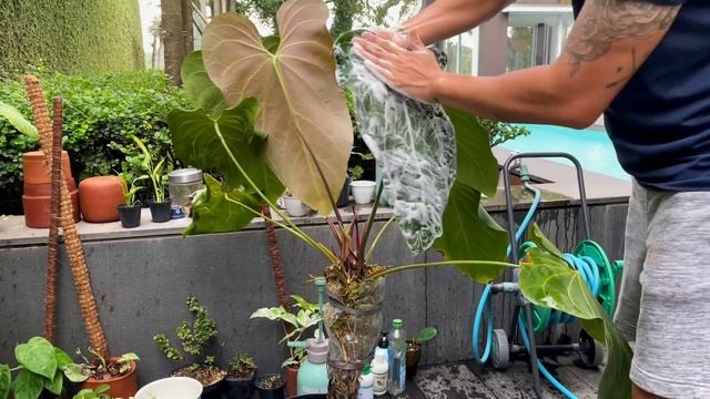 Anthurium Magnificum Care And Propagation