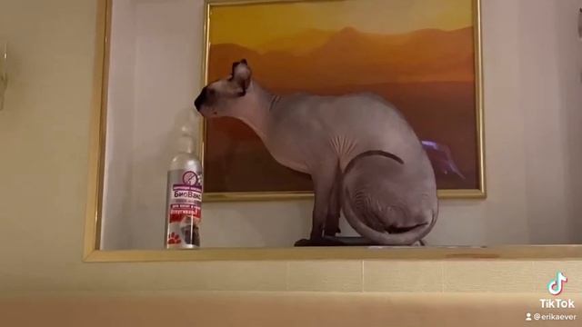 Посоветуйте кошачий отпугиватель! Мой не помогает. 貓驅蚊噴霧 无毛猫 смотреть онлайн