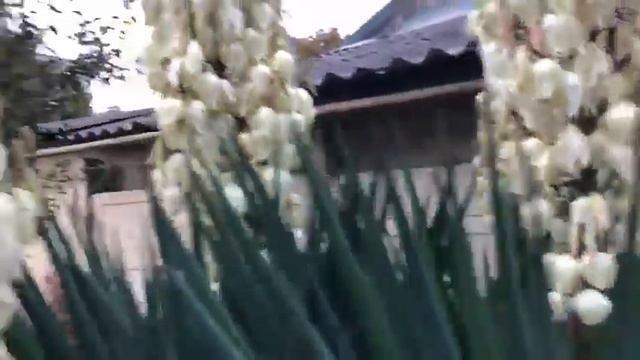 #Юкка.#позитивыжизниютубольгаклимова смотреть онлайн