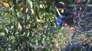 Сорт груши Яковлевская