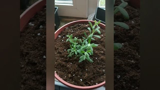 Городские цветы. Лаванда на Московском подоконнике. Эксперимент. смотреть онлайн