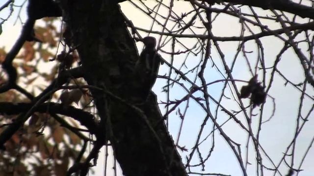 Woodpecker hollows a tree. Дятел долбит дерево. смотреть онлайн
